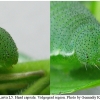 gon rhamni larva5 volg12